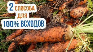 Посадка моркови в открытый грунт. Как правильно садить морковку семенами?