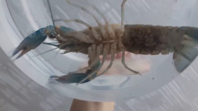 Самка австралийского красноклешневого рака с икрой смотреть онлайн