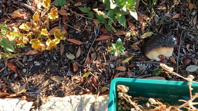 🏠Avancé Des Travaux | Récoltes Pour Graines 🌸 Et Tomates 🍅 | Le Petit Jardin De Bob