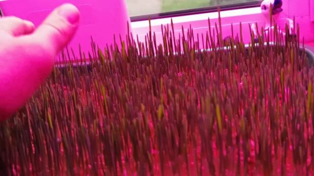 Нафуфырим Кошку Мышку смотреть онлайн