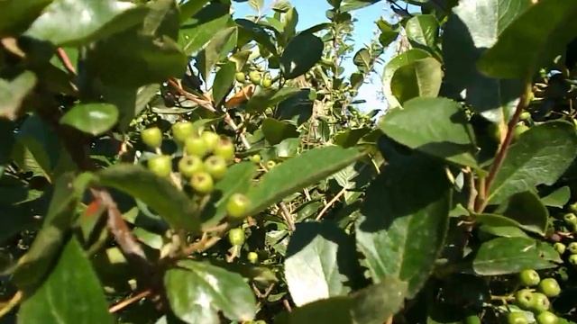 № 239 Aronia. Арония - древната природна лечителка, в моята градина - 15.06.2020 г. смотреть онлайн