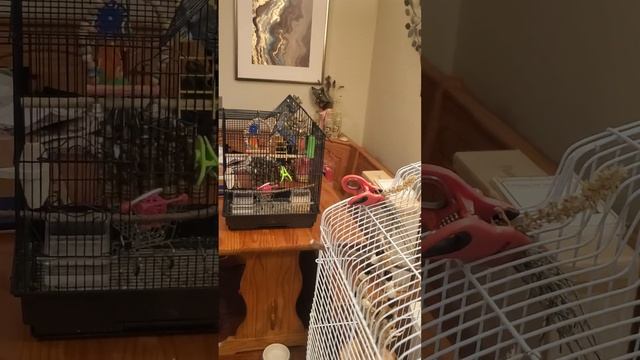 Fun Handmade Budgie Toys: Three So Far #diybirdtoys #birdtoys