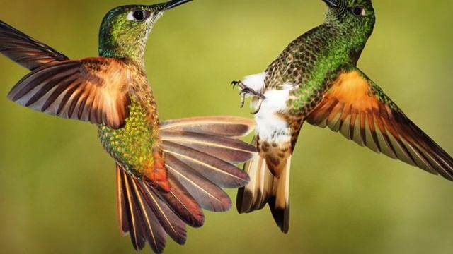 Интересно о птичках - Колибри смотреть онлайн