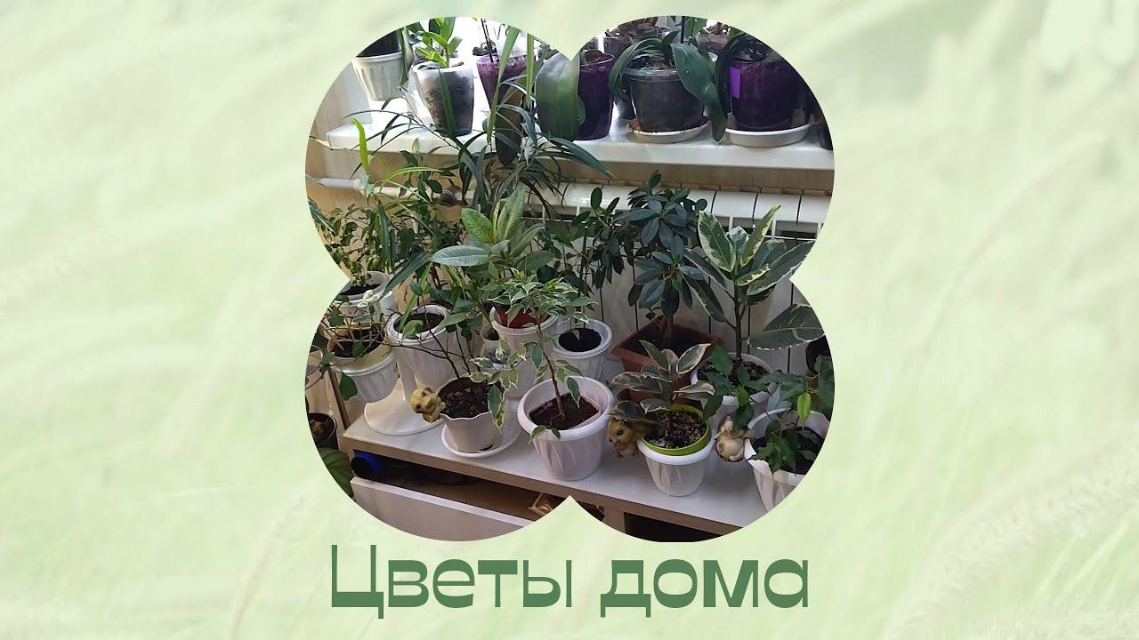 Приходится работать. Цветочные будни. смотреть онлайн