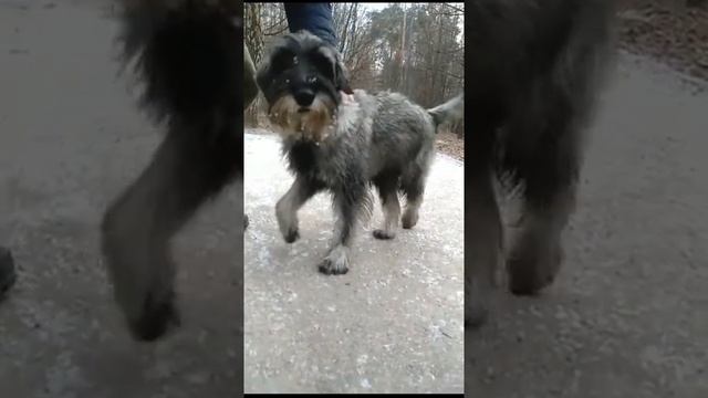 Средний шнауцер-миттельшнауцер #schnauzer #mediumschnauzer #Амата #Никколо #Amata #Nikkolo #шнауцер