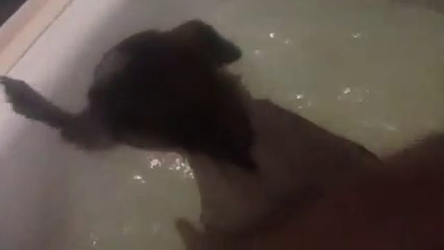 Vlog:вечер/купаем собаку смотреть онлайн