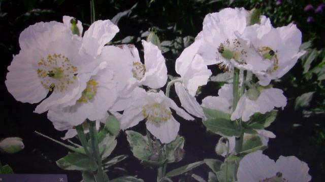 Мои меконопсисы гималайские(мак голубой,лиловый,белый).Лето 2018г. смотреть онлайн