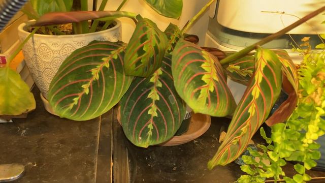 Spring 2022￼ houseplant tour part 2: my plant collection смотреть онлайн