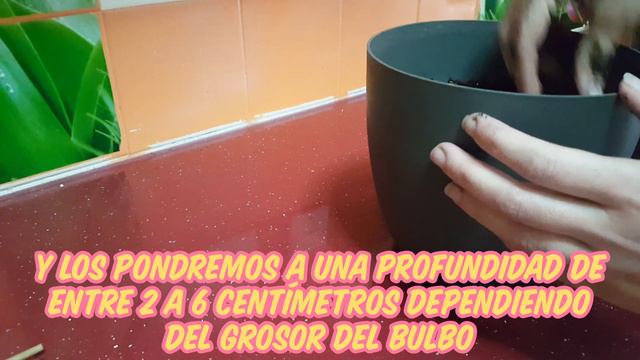 👉 Como plantar bulbos de GLADIOLO ❤️ ¿Cuándo sembrar bulbos de gladiolos? смотреть онлайн