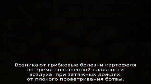 Болезни картофеля смотреть онлайн