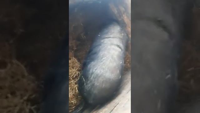 Новорожденные поросята Вьетнамские смотреть онлайн