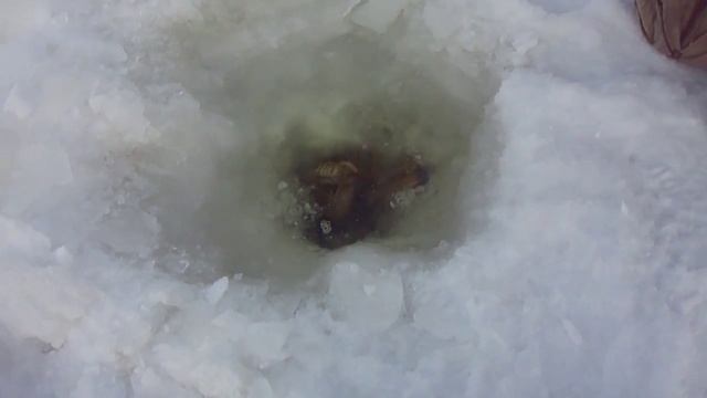 Запкскаем раков смотреть онлайн