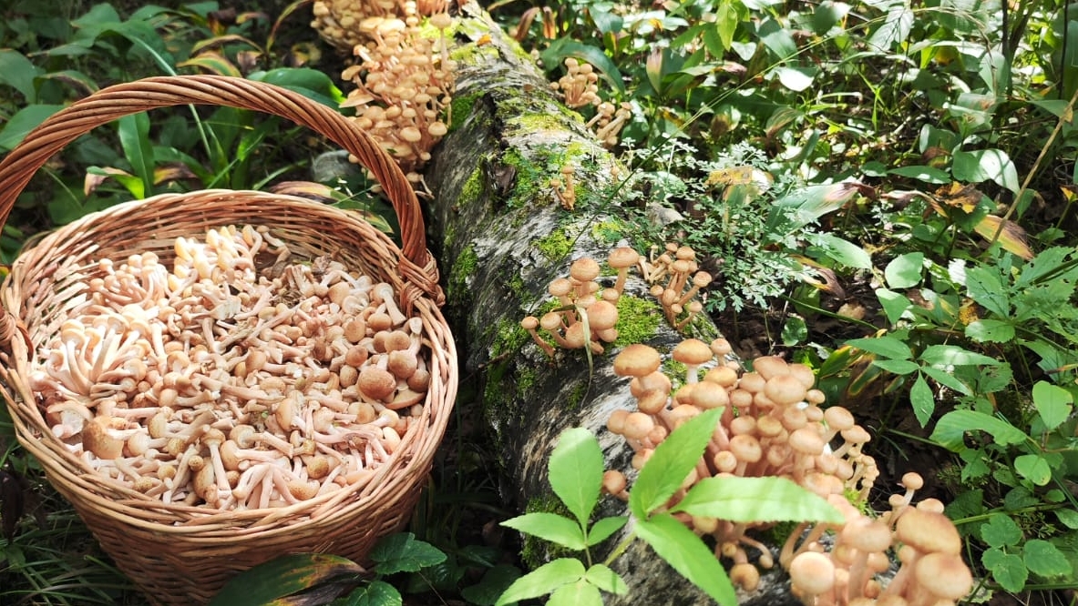 ПОГНАЛИ ЗА ОПЯТАМИ. 17 августа. Какие грибы в лесу и сколько. Грибное безумие. Столько раньше ни ког смотреть онлайн