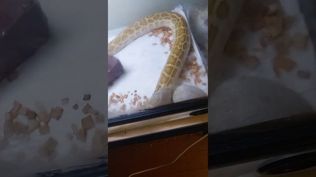 Змея линяет , полное видео. смотреть онлайн