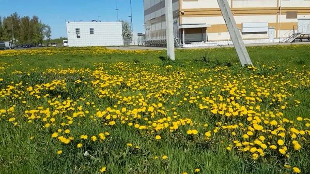 ПОЛЕ ЦВЕТУЩИХ ОДУВАНЧИКОВ, символа солнца и света, цветов верности и счастья. 0+ смотреть онлайн