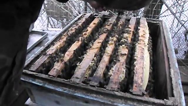 как перезимовали пчелы бакфаст в Подмосковье - линия Buckfas A75 ( UIV ) смотреть онлайн