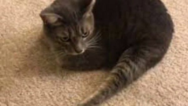 ВИДЫ КОТЯЧИХ ХОБА