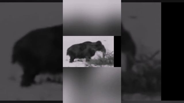 Мамонты в Якутии живы? Этому видео 70 лет #shorts #мамонт смотреть онлайн