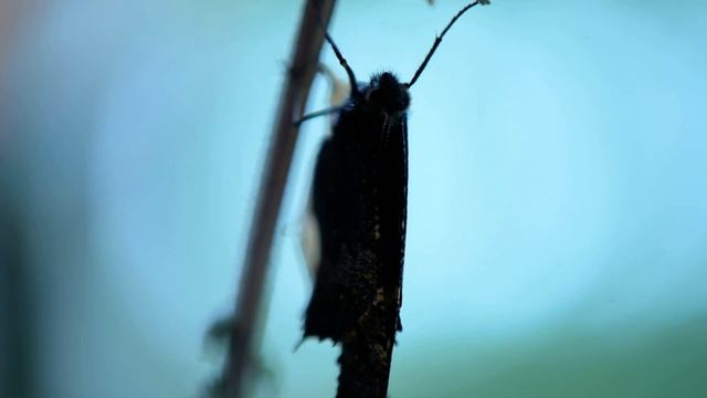 Бабочка-крапивница - появление на свет / Aglais urticae, =Nymphalis urticae/ смотреть онлайн
