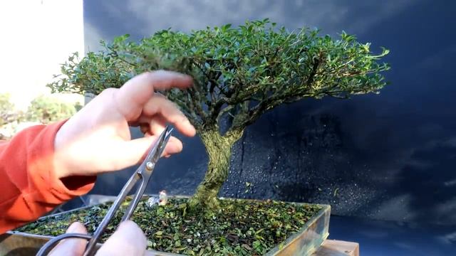 A Pierneef Style for My Serissa Bonsai, The Bonsai Zone, Dec 2021 смотреть онлайн
