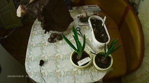 Как сохранить луковицы ГИАЦИНТА после цветения.