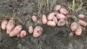 Сорт картофеля Уника