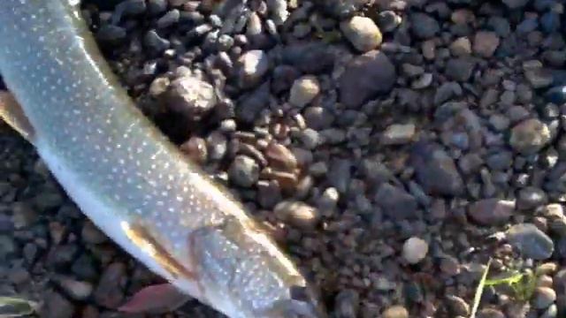 Щука 4.5 кемерово смотреть онлайн