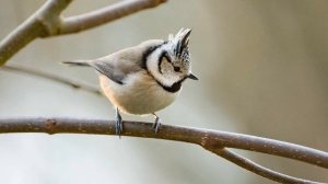 Голоса синиц (Разное пение) | (10 Минут)