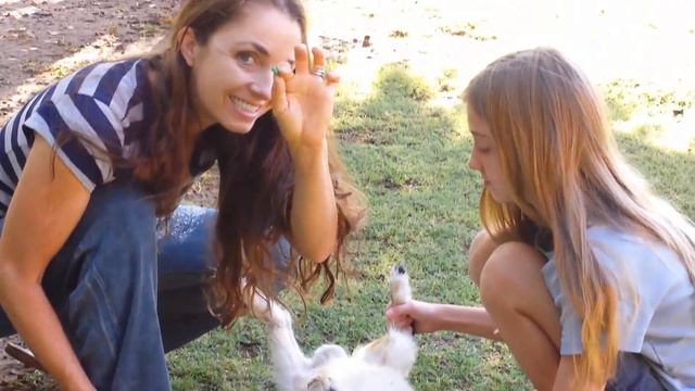 How To Castrate A Male Goat Using An Elastrator Banding Tool - So Easy, Even A 9 Year Old Can Do It