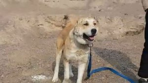 ФИНАЛ СОБАЧИЙ БОЙ ТАДЖИКИСТАНА Сагчанги 2022 дар точикистон