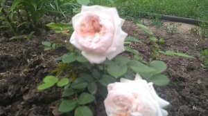 Цветение английской розы Клер Роуз.