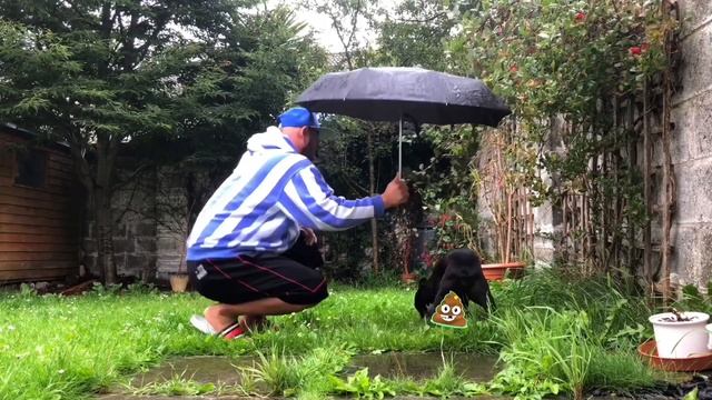 Day in the life of my dog | Boston Terrier смотреть онлайн