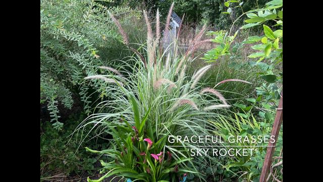 Ideas For Combining Annuals & Perennials For Year Round Interest In The Middle Of The Border🌿🪴🌷