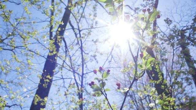 Om Surya namaskar Surya namaskar 12 mantra смотреть онлайн