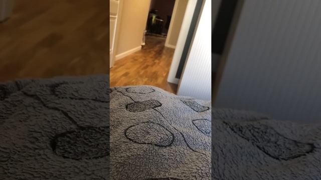 Очень быстрое похудение кошки смотреть онлайн