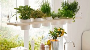 Как правильно и куда поставить цветы на кухне