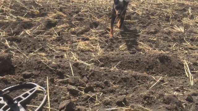 Только убрали поле, а МЫ уже тут! Много монет в одном месте. смотреть онлайн