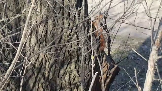 Фауна нашего края 10 апреля 2019 смотреть онлайн