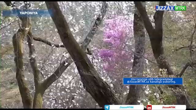 YAPONIYADA SAKURA DARAXTI GULLADI