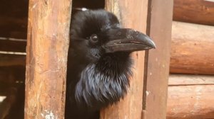 Говорящий ворон Карлуша / Говорящая птица / Время Сокола