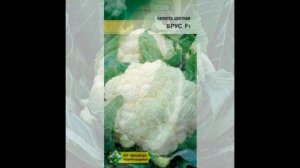 Обзор сорта цветной капусты "Брюс" (характеристики, свойства, фото)