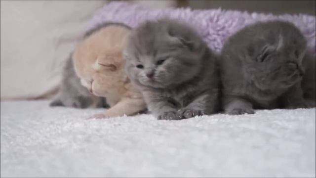 милые и пушистые котики котята породы Шотландская вислоухая кошка смотреть онлайн