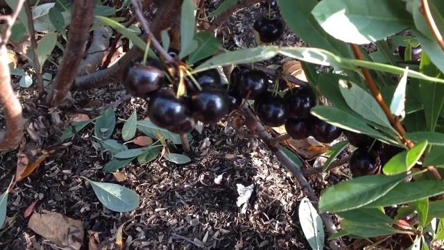 Песчаная вишня. Бессея. На Урале смотреть онлайн