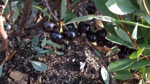 Песчаная вишня. Бессея. На Урале