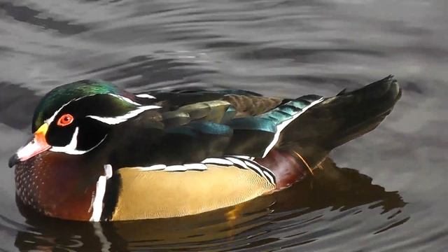 Quality test Panasonic HDC-HS80 смотреть онлайн