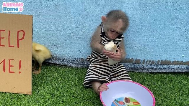 BiBi Monkey Led Duckling Away From Home