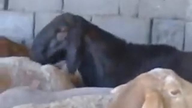 Дедушка Статуса сьемка 2014год смотреть онлайн