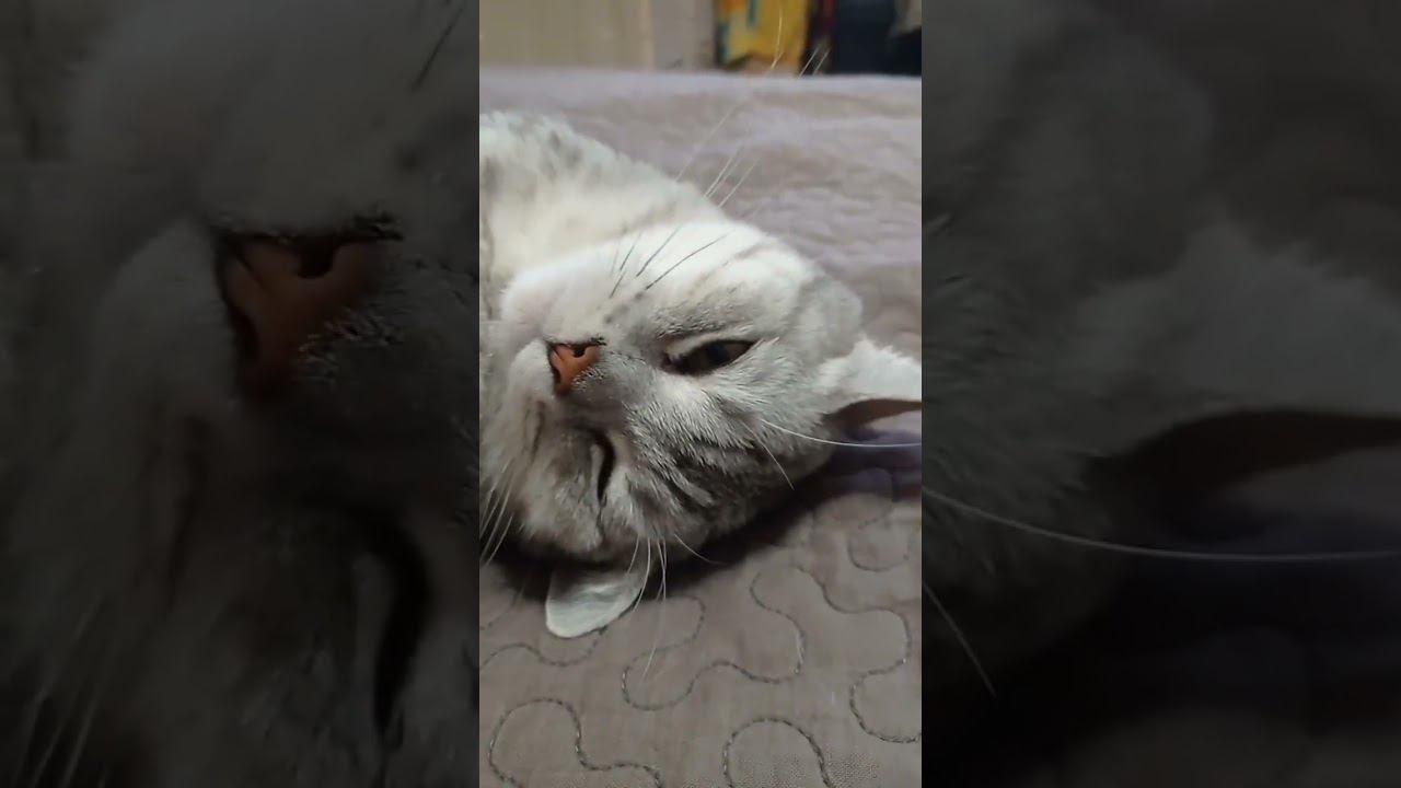 Любишь котиков? @1dymka_ #Shorts смотреть онлайн