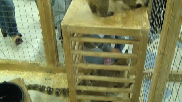 Енот носуха. Nasua nasua. смотреть онлайн