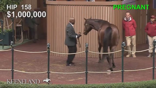 2017 November Breeding Stock Sale - Hip 158, Street Fancy смотреть онлайн